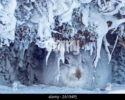 Schneehase Lepus timidus Cairngorms schottische Hochland winter Stockfoto