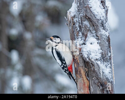 Buntspecht Dendrocopos major im Schnee im Winter Stockfoto