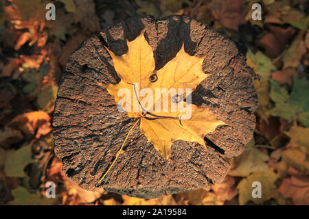 Goldener Herbst Zeit. Single maple leaf mit fröhlichen Ausdruck Gesichtsbehandlung (Lächeln lackiert) im Zentrum des alten Baumstumpf. Laub in alten Park Stockfoto