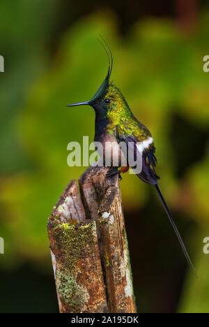 Kabel-Crested Thorntail - Discosura popelairii, schöne kleine Crested hummingbird von Andinen Pisten von Südamerika, wilde Sumaco, Ecuador. Stockfoto