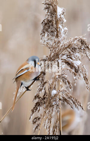 Bärtige Bartmeise Feeds auf Zuckerrohr Samen Stockfoto