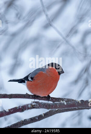 Gimpel Pyrrhula pyrrhula männlichen Finnland Winter Stockfoto