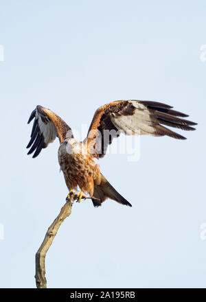 Rotmilan Milvus milvus Holkham Norfolk März Stockfoto