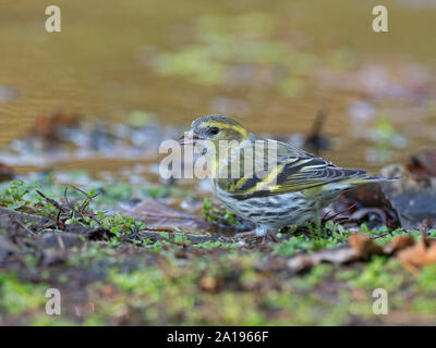 Eurasian Siskin Spinus spinus weiblichen Trinken an Woodland pool Norfolk winter Stockfoto