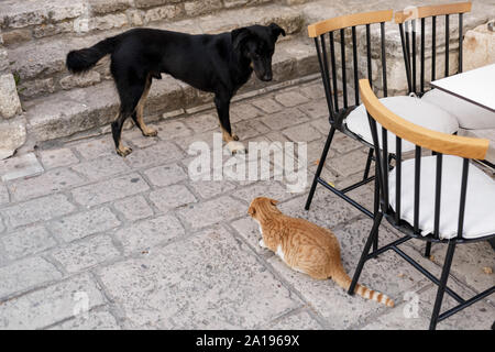 Cat meets Dog, verängstigte Katze bereit zu entkommen. Stockfoto