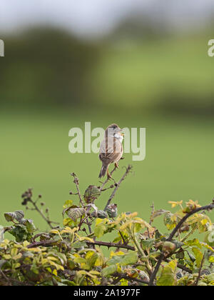 Common Whitethroat Sylvia communis in Song im Frühjahr North Norfolk Stockfoto