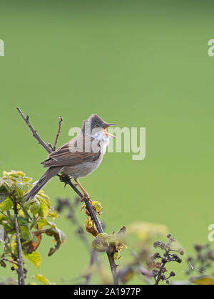 Common Whitethroat Sylvia communis in Song im Frühjahr North Norfolk Stockfoto