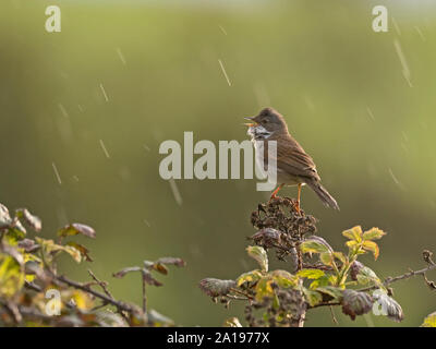 Common Whitethroat Sylvia communis in Song im Frühjahr North Norfolk Stockfoto