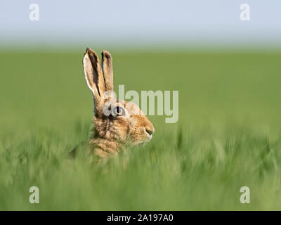 Feldhase Lepus europaeus North Norfolk Feder Stockfoto