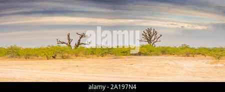 Single baobabs in der afrikanischen Steppe während der trockenen Jahreszeit. Bäume von Glück, Panoramaaussicht. Senegal. Afrika. Stockfoto