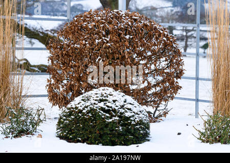 Formgehölze & hohes Schilfgras (close-up) im Schnee Winter Garten mit stilvollen, modernen Design, Landschaftsgestaltung und Bepflanzung - Yorkshire, England, UK. Stockfoto