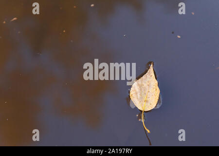 Herbst Thema. Gelbe Blätter in einer schlammigen Pfütze Stockfoto