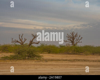 Single baobabs in der afrikanischen Steppe während der trockenen Jahreszeit. Bäume von Glück, Senegal. Afrika. Stockfoto