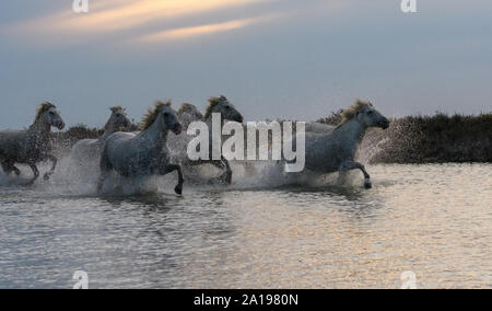 Weiß camargues Pferde im Wasser läuft Stockfoto
