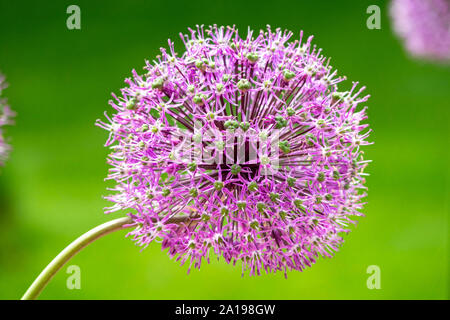 Schöne riesige Lila allium Blume Stockfoto