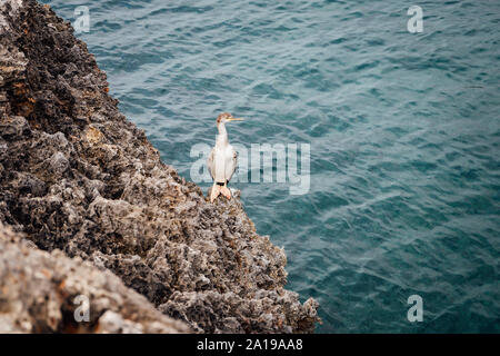 Europäische Shag (Phalacrocorax Aristotelis) sitzt auf einem Felsen am Mittelmeer. Stockfoto