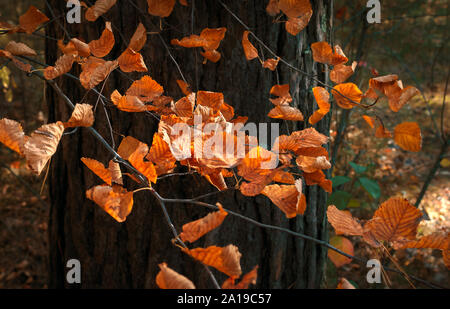 Dunkle gelbe Blätter auf Aspen Tree Branches Glühende im Sonnenlicht auf einem dunklen Baumstamm Hintergrund. Herbst, Herbst buntes Laub. Stockfoto