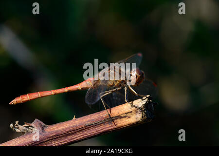 Rot geäderten Darter, Dragonfly, (Sympetrum fonscolombii), reifen männlichen Stockfoto