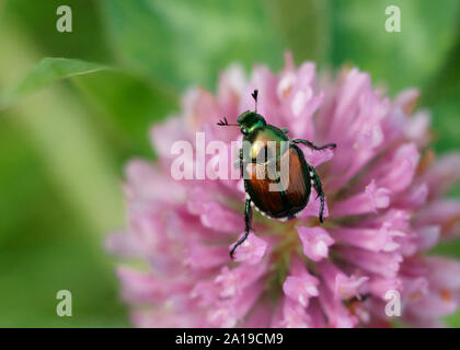 In der Nähe von japanischen Käfer auf pink clover Blume Stockfoto