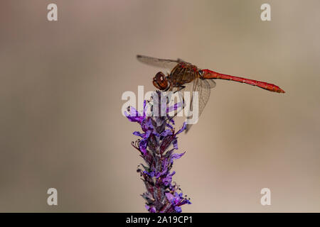 Schnurrbärtige Darter, Dragonfly, (vagrant Darter) (Sympetrum vulgatum), männlich Stockfoto