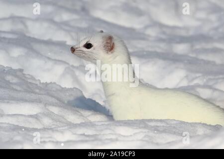 Weiß Stoat Nahaufnahme im Schnee Stockfoto