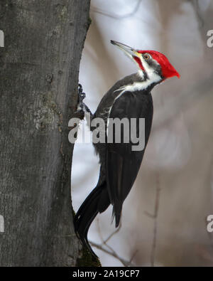 Nahaufnahme von Pileated Woodpecker klettern auf einen Baum Stockfoto