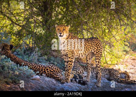 Drei Geparden in den Etosha Nationalpark Stockfoto