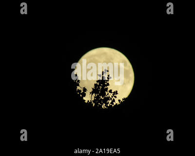 Vollmond scheint auf eine klare Nacht mit Zweigen in den Weg. Stockfoto