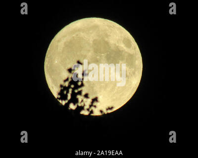 Vollmond scheint auf eine klare Nacht mit Zweigen in den Weg. Stockfoto