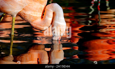 Flamingo filter Fütterung bei der Martin bloße Wildvogel und Feuchtgebiete Vertrauen. Lancashire. Stockfoto