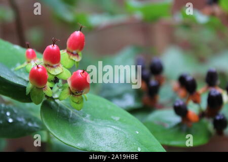 Rote und schwarze Beeren mit Tutsan am frühen Morgen Tautropfen auf den Blättern Stockfoto