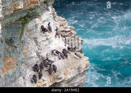 Trottellummen an Marwick Kopf, Orkney Isles Stockfoto