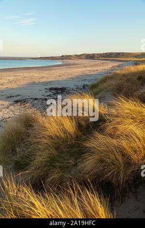 Goldene düne Gräser im White Sands Beach in der Nähe von Dunbar, Schottland. Stockfoto