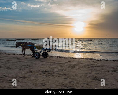 Nianing, Senegal - Januar 24, 2019: senegalesischen Junge reitet auf einem Wagen mit weißem Pferd am Strand, ein beliebtes Verkehrsmittel weg in Afrika Stockfoto