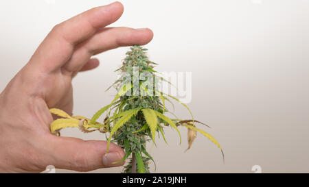In der Nähe von Personen Hände halten frische Ernte von Hanf Pflanzen. Ernte von Marihuana Pflanze, die im Innenbereich. Konzept der Cannabis Pflanze für prod Stockfoto