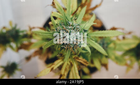 In der Nähe des frischen Ernte von Hanf Pflanzen. Ernte von Marihuana Pflanze, die im Innenbereich, Ansicht von oben. Konzept der Anbau von Cannabis Anlage zur Herstellung von pflanzlichen Stockfoto