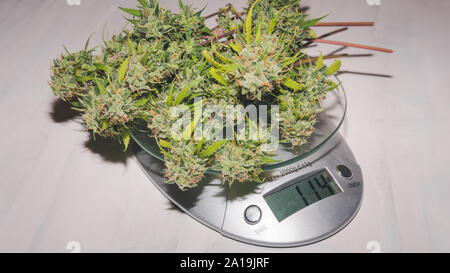 In der Nähe des frischen Ernte von Hanf Pflanzen auf die Waage. Ernte von Marihuana Pflanze, die im Innenbereich. Konzept der Cannabis Pflanze für Ihre Produktion Stockfoto