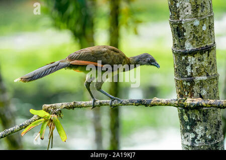 Grey-headed chachalaca (Ortalis Cinereiceps) eine kletternde Arten, in Regenwäldern. Im Costa-ricanischen Regenwald fotografiert. Stockfoto