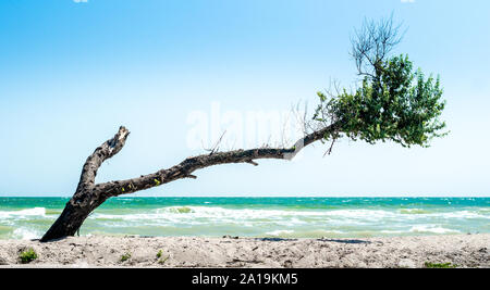 Gebogene gebrochene Baum mit trockenen Zweigen und grüne Blätter auf dem Strand vor dem Hintergrund des Meeres und blauer Himmel Stockfoto