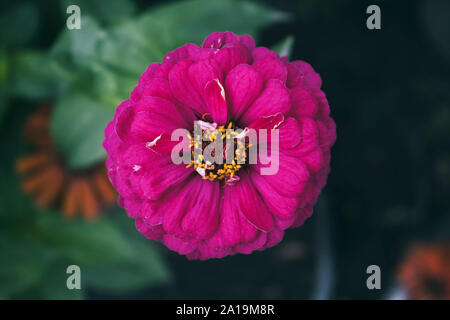Zinnia. Schöner Garten mit Blumen. Herbst blühen. Rosa Blume. Stockfoto