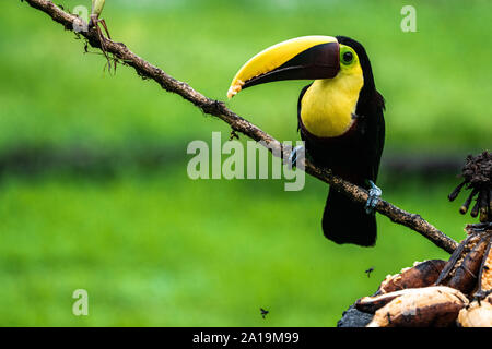 Die Kastanie - mandibled Toucan oder swainson's Toucan (Ramphastos ambiguus swainsonii) im tropischen Regenwald. Dieser Vogel ist eine Unterart des Gelben-th Stockfoto