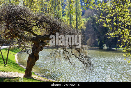 Herrliche Baum im Parc des Buttes-Chaumont, einem öffentlichen Park im Nordosten von Paris, Frankreich, im 19. arrondissement. Stockfoto