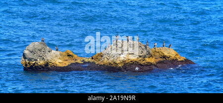 Gruppe der Europäischen Krähenscharben Phalacrocorax Aristotelis sitzt auf Felsen in der Mitte des Meeres Hintergrund Portrait Stockfoto