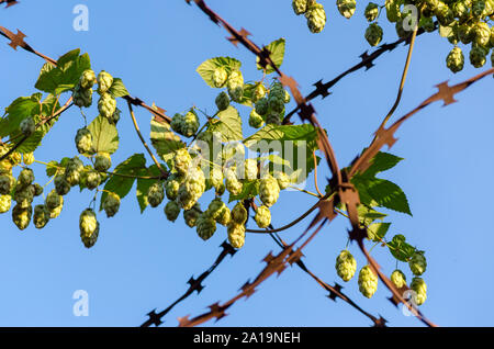 Bündeln der grünen Hopfen Kegel auf verrostetem Stacheldraht Stockfoto