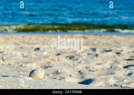 Kleine weiße Muschel auf Sand Nea blaue Meer Stockfoto