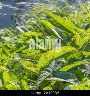 Hintergrundbeleuchtung Blätter der Gemeinsamen Beinwell Symphytum officinale / im Herbst. In der Kräutermedizin/pflanzliche Heilmittel verwendet. Sonnenlicht durch Blätter, Photosynthese. Stockfoto