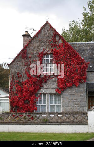 Red Ivy Kletterwand des Hauses. Stockfoto