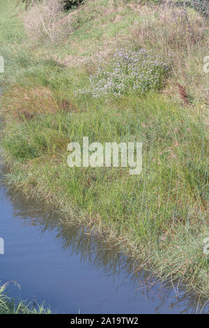 Büschel der Michaelmas Daisy/Aster novi-belgii oder möglicherweise Aster novae-angliae auf entwässerungskanal Bank - Sie begünstigen den feuchten Boden Lebensräume [Siehe] Stockfoto