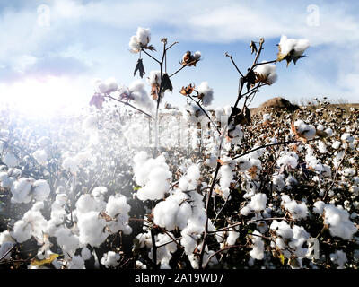Weißer reif Baumwolle, die in der hellen, weißen Sonnenschein. Stockfoto