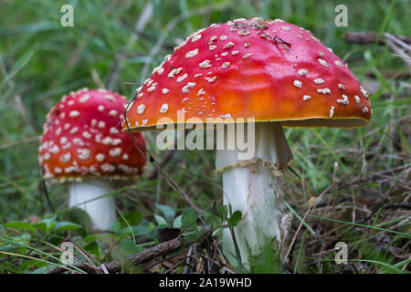 Zwei fliegen Blätterpilze wachsen zusammen Stockfoto